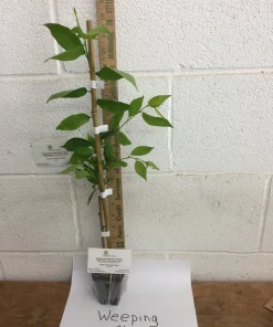 Weeping Cherry Tree Live Plant – 3