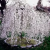 Weeping Cherry Tree Live Plant – 3" Pot, 6-12" Tall – Pale Pink Flowers - Image 1