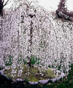 Weeping Cherry Tree Live Plant – 3