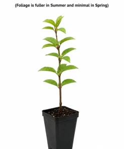 Weeping Cherry Tree Live Plant - 6-12