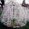 Weeping Cherry Tree Live Plant - 6-12" Tall White Flowering Japanese Cherry Blossom - 3" Pot - Image 1