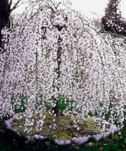 Weeping Cherry Tree Live Plant - 6-12