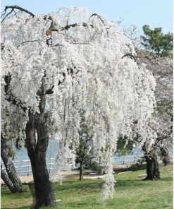 Weeping Cherry Tree Live Plant - 6-12