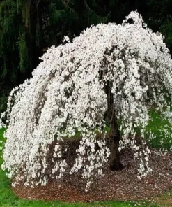 Weeping Cherry Tree Live Plant - 6-12