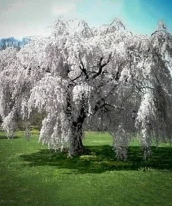 Weeping Cherry Tree Live Plant - 6-12