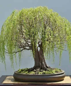 Weeping Willow Bonsai Tree Seeds - 5 Seeds for Indoor/Outdoor Cultivation - Image 2