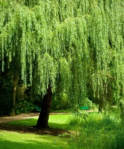 Weeping Willow Bonsai Tree Seeds - 5 Seeds for Indoor/Outdoor Cultivation - Image 3