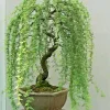 Weeping Willow Bonsai Tree Seeds - 5 Seeds for Indoor/Outdoor Cultivation - Image 1
