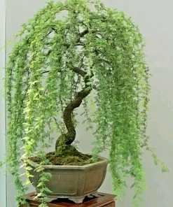 Weeping Willow Bonsai Tree Seeds - 5 Seeds for Indoor/Outdoor Cultivation - Image 1