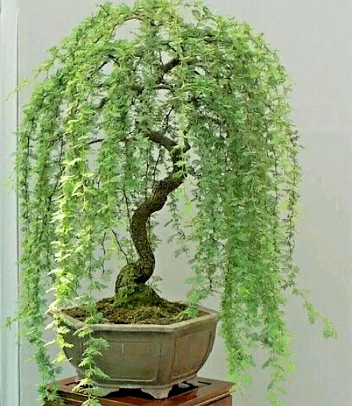 Weeping Willow Bonsai Tree Seeds - 5 Seeds for Indoor/Outdoor Cultivation - Image 1