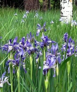 Western Blue Flag Iris Seeds - Iris missouriensis - 10 Seeds for Outdoor Gardens - Image 2