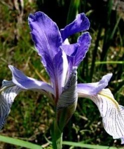 Western Blue Flag Iris Seeds - Iris missouriensis - 10 Seeds for Outdoor Gardens - Image 3