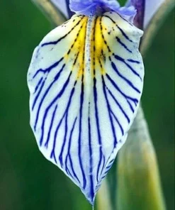 Western Blue Flag Iris Seeds - Iris missouriensis - 10 Seeds for Outdoor Gardens - Image 4
