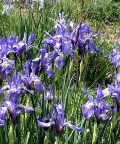 Western Blue Flag Iris Seeds - Iris missouriensis - 10 Seeds for Outdoor Gardens - Image 5
