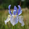 Western Blue Flag Iris Seeds - Iris missouriensis - 10 Seeds for Outdoor Gardens - Image 1