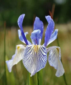 Western Blue Flag Iris Seeds - Iris missouriensis - 10 Seeds for Outdoor Gardens - Image 1
