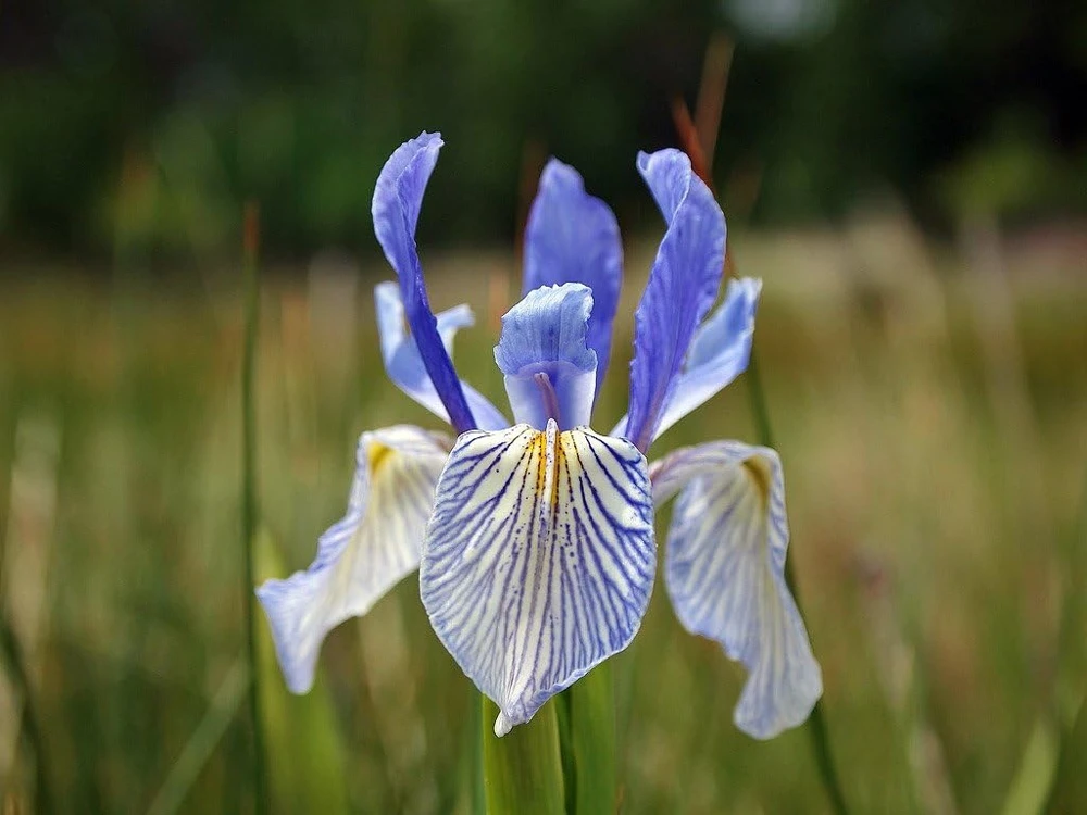 Western Blue Flag Iris Seeds - Iris missouriensis - 10 Seeds for Outdoor Gardens - Image 1