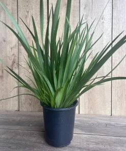 White African Iris, Dietes Iridioides, Fortnight Lily, African Iris White in 6" Pot - Image 2