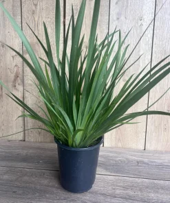 White African Iris, Dietes Iridioides, Fortnight Lily, African Iris White in 6