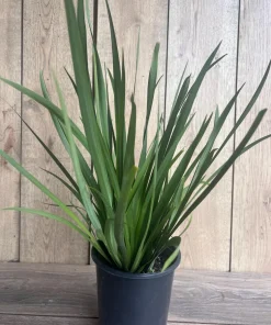White African Iris, Dietes Iridioides, Fortnight Lily, African Iris White in 6