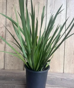 White African Iris, Dietes Iridioides, Fortnight Lily, African Iris White in 6