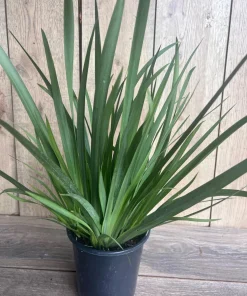White African Iris, Dietes Iridioides, Fortnight Lily, African Iris White in 6