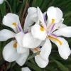 White African Iris, Dietes Iridioides, Fortnight Lily, African Iris White in 6" Pot - Image 1