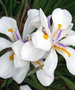 White African Iris, Dietes Iridioides, Fortnight Lily, African Iris White in 6" Pot - Image 1