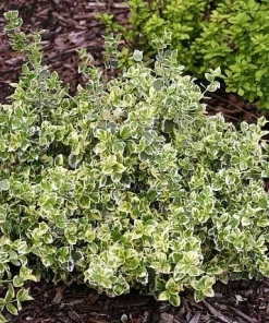 White Album Euonymus Live Plant – Evergreen Groundcover – 4 inch Pot – Outdoor - Image 3