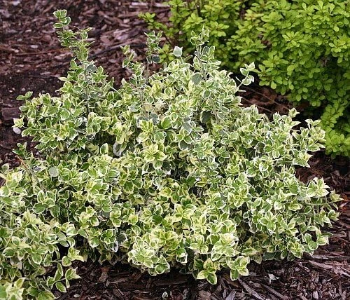 White Album Euonymus Live Plant – Evergreen Groundcover – 4 inch Pot – Outdoor - Image 3