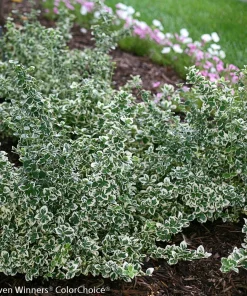 White Album Euonymus Live Plant – Evergreen Groundcover – 4 inch Pot – Outdoor - Image 4