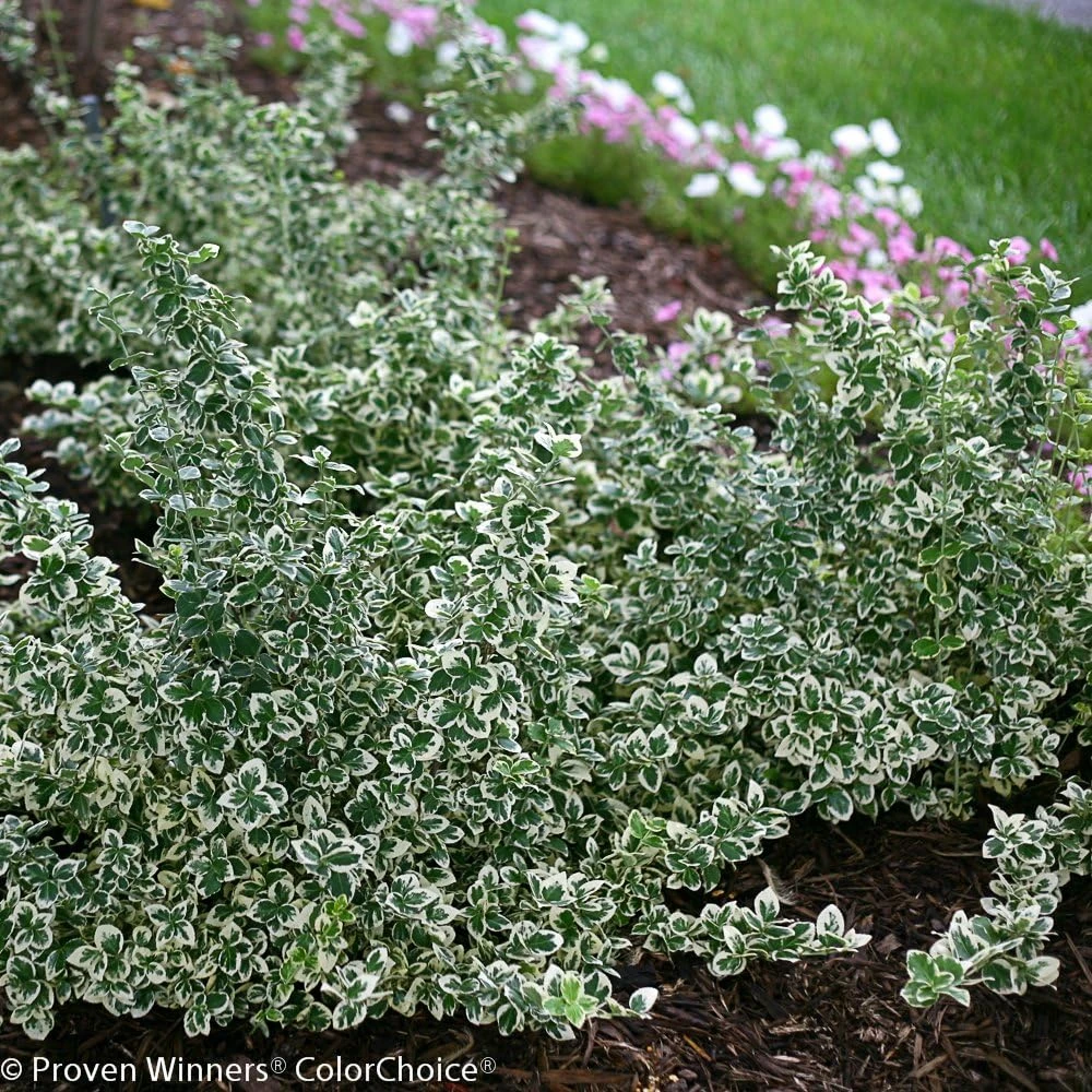 White Album Euonymus Live Plant – Evergreen Groundcover – 4 inch Pot – Outdoor - Image 4
