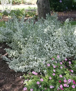 White Album Euonymus Live Plant – Evergreen Groundcover – 4 inch Pot – Outdoor - Image 1