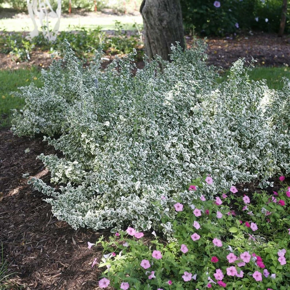 White Album Euonymus Live Plant – Evergreen Groundcover – 4 inch Pot – Outdoor - Image 1