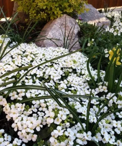 White Alpine Rockcress Seeds - Aubrieta Arabis Alpina Flower Seeds - 800 Seeds - Image 10