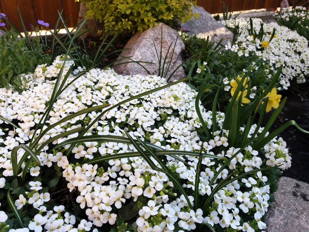 White Alpine Rockcress Seeds - Aubrieta Arabis Alpina Flower Seeds - 800 Seeds - Image 10