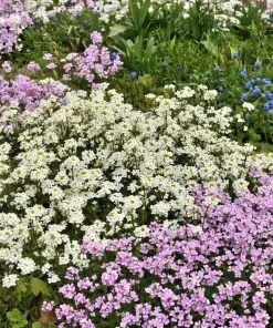 White Alpine Rockcress Seeds - Aubrieta Arabis Alpina Flower Seeds - 800 Seeds - Image 11