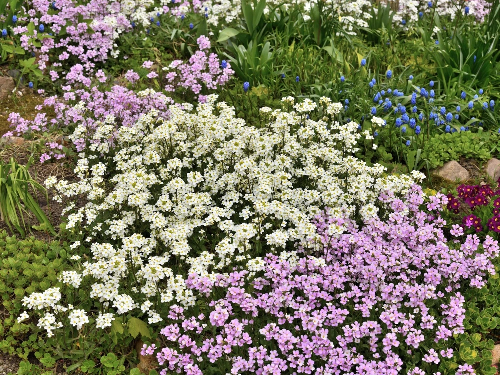 White Alpine Rockcress Seeds - Aubrieta Arabis Alpina Flower Seeds - 800 Seeds - Image 11