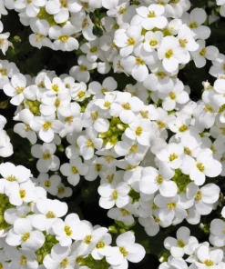 White Alpine Rockcress Seeds - Aubrieta Arabis Alpina Flower Seeds - 800 Seeds - Image 2
