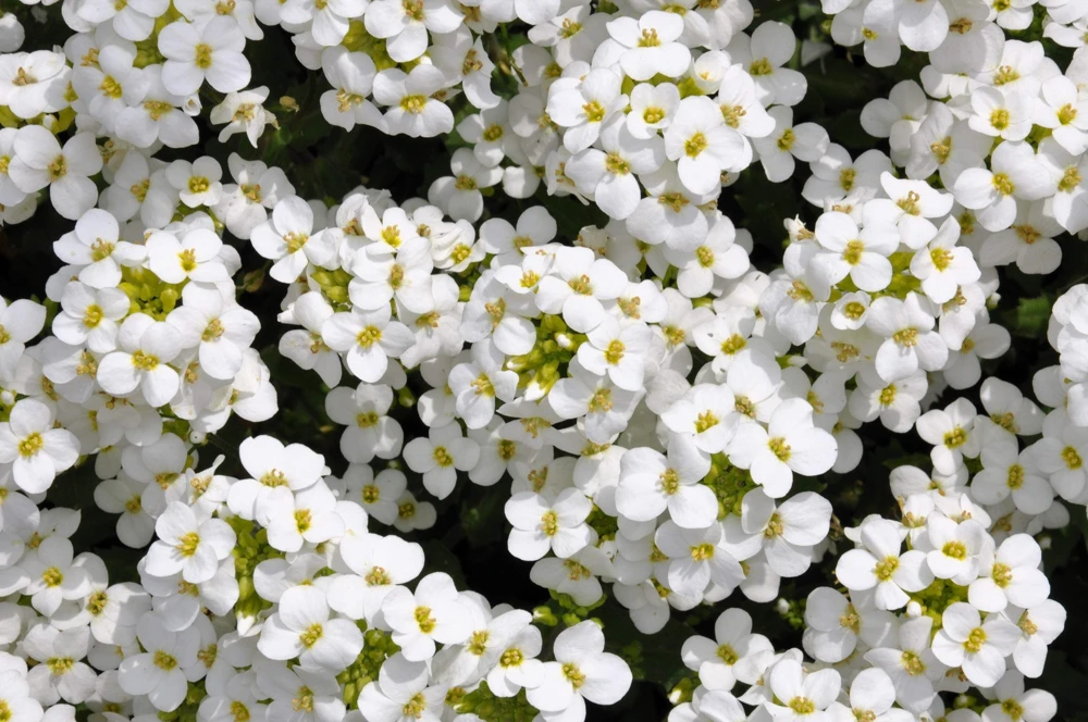White Alpine Rockcress Seeds - Aubrieta Arabis Alpina Flower Seeds - 800 Seeds - Image 2