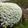 White Alpine Rockcress Seeds - Aubrieta Arabis Alpina Flower Seeds - 800 Seeds - Image 1