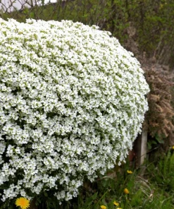 White Alpine Rockcress Seeds - Aubrieta Arabis Alpina Flower Seeds - 800 Seeds - Image 1