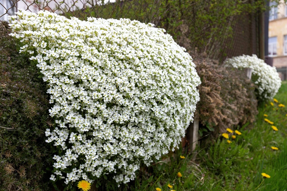 White Alpine Rockcress Seeds - Aubrieta Arabis Alpina Flower Seeds - 800 Seeds - Image 1