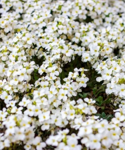 White Alpine Rockcress Seeds - Aubrieta Arabis Alpina Flower Seeds - 800 Seeds - Image 3