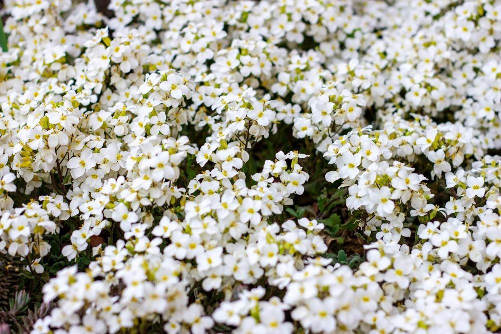 White Alpine Rockcress Seeds - Aubrieta Arabis Alpina Flower Seeds - 800 Seeds - Image 3