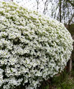 White Alpine Rockcress Seeds - Aubrieta Arabis Alpina Flower Seeds - 800 Seeds - Image 4