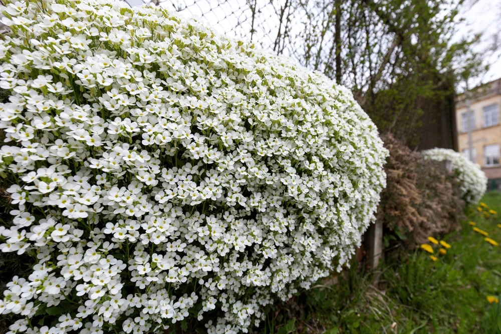 White Alpine Rockcress Seeds - Aubrieta Arabis Alpina Flower Seeds - 800 Seeds - Image 4