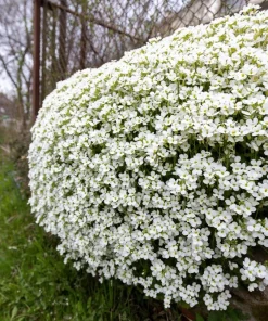 White Alpine Rockcress Seeds - Aubrieta Arabis Alpina Flower Seeds - 800 Seeds - Image 5