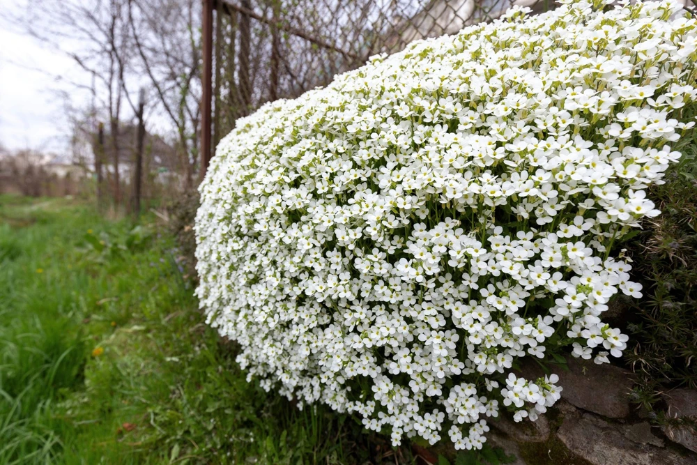 White Alpine Rockcress Seeds - Aubrieta Arabis Alpina Flower Seeds - 800 Seeds - Image 5