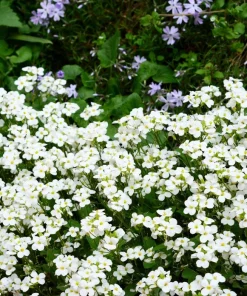 White Alpine Rockcress Seeds - Aubrieta Arabis Alpina Flower Seeds - 800 Seeds - Image 6